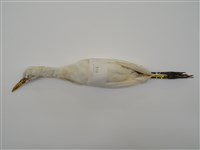 藏品(黃頭鷺)的圖片